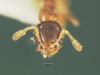 Solenopsis picta, head, CASENT0105664