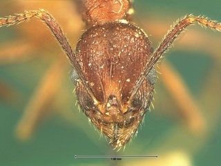 Aphaenogaster fulva, head, CASENT0105670