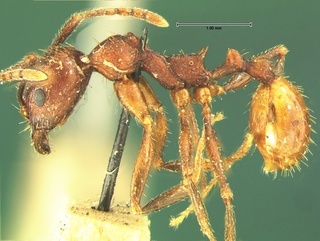 Aphaenogaster fulva, side, CASENT0105670