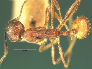 Aphaenogaster fulva, top, CASENT0105670