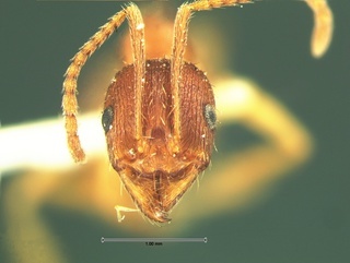 Aphaenogaster rudis, head, CASENT0105671