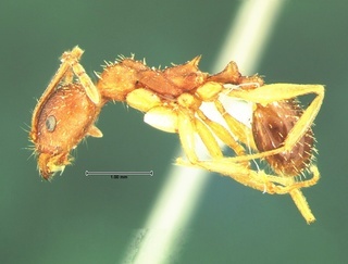 Aphaenogaster rudis, side, CASENT0105671
