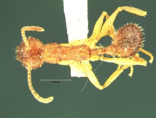 Aphaenogaster rudis, top, CASENT0105671