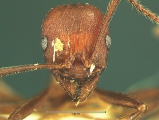 Aphaenogaster tennesseensis, head, CASENT0105672