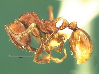 Aphaenogaster tennesseensis, side, CASENT0105672