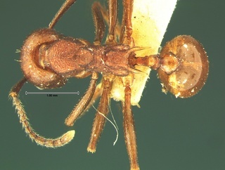 Aphaenogaster tennesseensis, top, CASENT0105672