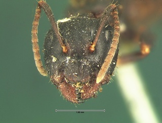 Camponotus caryae, head, CASENT0105674