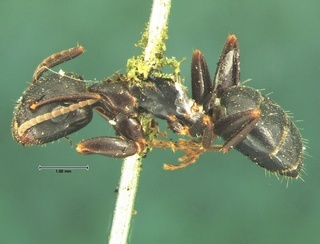 Camponotus caryae, side, CASENT0105674