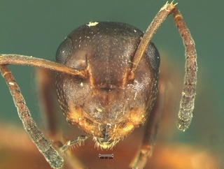 Camponotus impressus, head, CASENT0105675