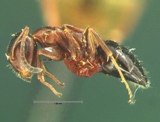 Camponotus impressus, side, CASENT0105675