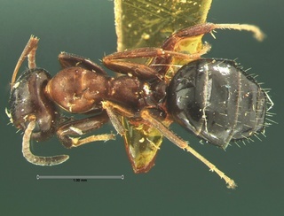 Camponotus impressus, top, CASENT0105675