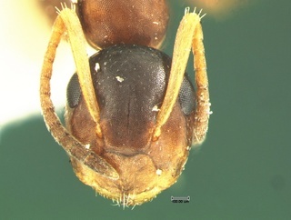 Camponotus mississippiensis, head, CASENT0105676