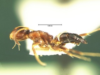 Camponotus mississippiensis, side, CASENT0105676