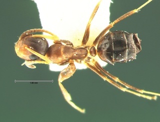 Camponotus mississippiensis, top, CASENT0105676