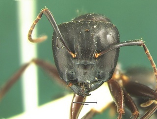 Camponotus pennsylvanicus, head, CASENT0105677