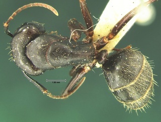 Camponotus pennsylvanicus, top, CASENT0105677