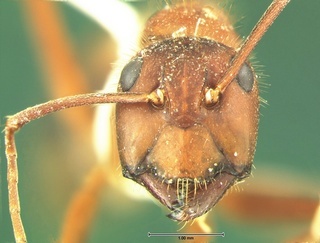Camponotus socius, head, CASENT0105678
