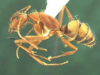 Camponotus socius, side, CASENT0105678