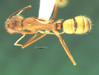 Camponotus socius, top, CASENT0105678