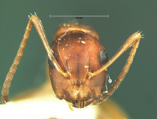 Camponotus subbarbatus, head, CASENT0105679