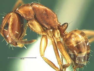 Camponotus subbarbatus, side, CASENT0105679