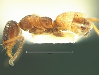 Forelius pruinosus, side, CASENT0105687