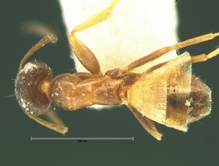 Forelius pruinosus, top, CASENT0105687