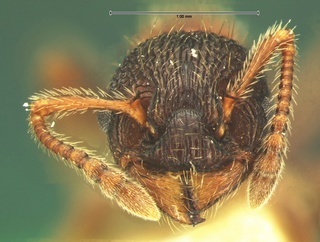 Myrmica lobicornis, head, CASENT0105692
