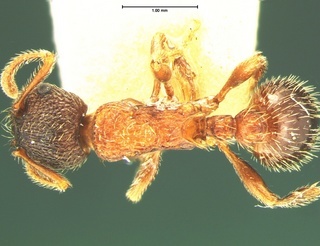 Myrmica lobicornis, top, CASENT0105692