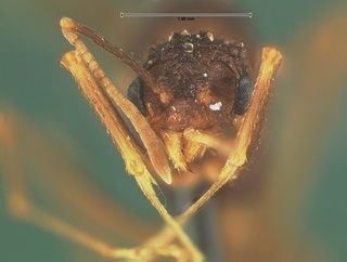 Trachymyrmex arizonensis, reproductive, head, CASENT0105667