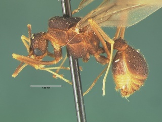 Trachymyrmex arizonensis, reproductive, side, CASENT0105667
