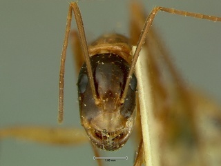 Camponotus americanus, head, CASENT0105725
