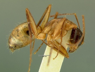 Camponotus americanus, side, CASENT0105725