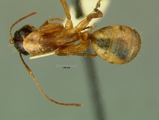 Camponotus americanus, top, CASENT0105725