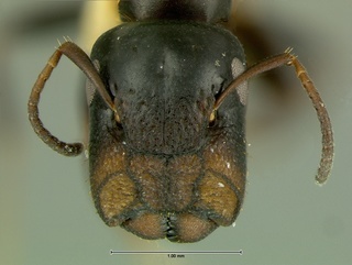 Camponotus cerberulus, head, CASENT0105726