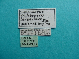 Camponotus cerberulus, label, CASENT0105726