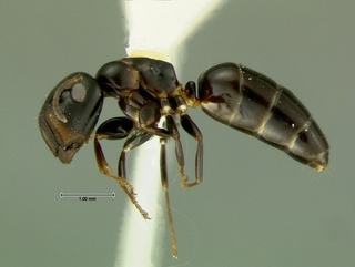 Camponotus cerberulus, side, CASENT0105726