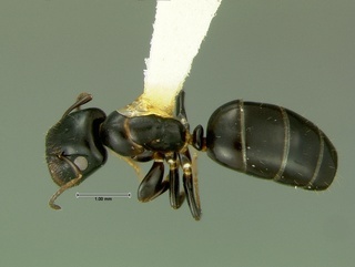 Camponotus cerberulus, top, CASENT0105726