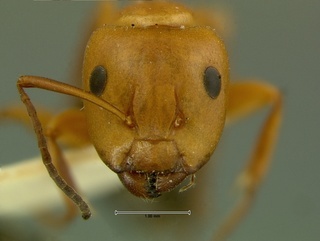Camponotus decipiens, head, CASENT0105727