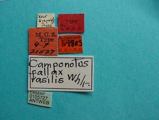 Camponotus decipiens, label, CASENT0105727