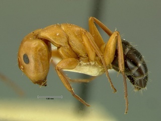 Camponotus decipiens, side, CASENT0105727