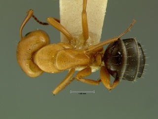 Camponotus decipiens, top, CASENT0105727