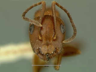 Camponotus discolor, head, CASENT0105729