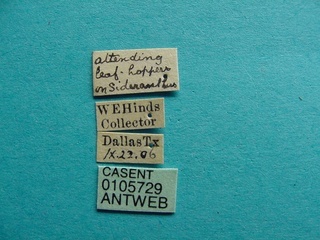 Camponotus discolor, label, CASENT0105728