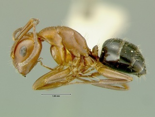 Camponotus discolor, side, CASENT0105729