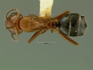 Camponotus discolor, top, CASENT0105729