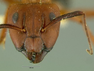 Camponotus floridanus, head, CASENT0105730