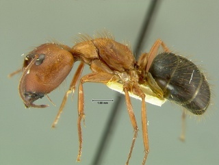 Camponotus floridanus, side, CASENT0105730