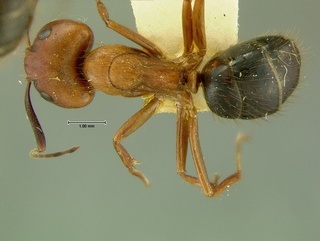 Camponotus floridanus, top, CASENT0105730