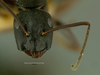 Camponotus herculeanus, head, CASENT0105729